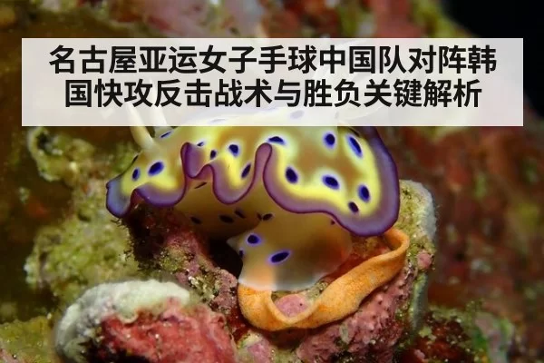 名古屋亚运女子手球中国队对阵韩国快攻反击战术与胜负关键解析